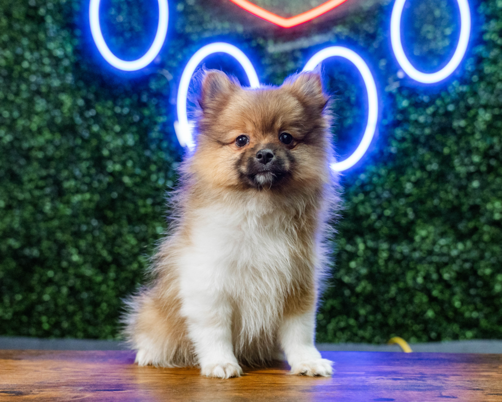Pomeranian Puppy for Adoption
