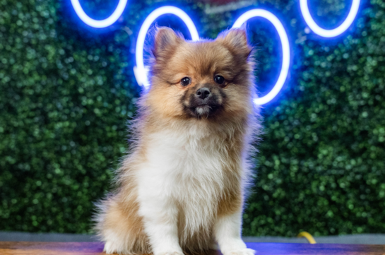 Pomeranian Puppy for Adoption