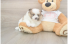 Funny Pomeranian Baby