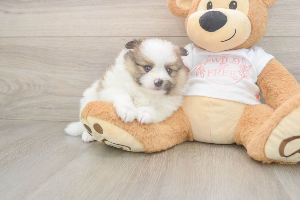 Funny Pomeranian Baby