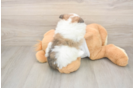 Friendly Pomeranian Purebred Pup