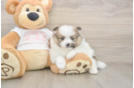 Energetic Loulou Purebred Puppy