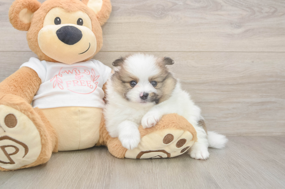 5 week old Pomeranian Puppy For Sale - Puppy Love PR