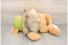Best Pomeranian Baby
