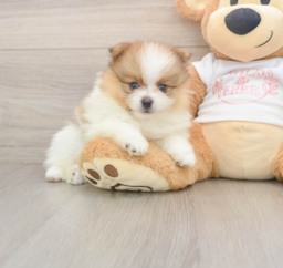 7 week old Pomeranian Puppy For Sale - Puppy Love PR