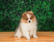 10 week old Pomeranian Puppy For Sale - Puppy Love PR