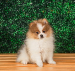 10 week old Pomeranian Puppy For Sale - Puppy Love PR