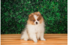 Cute Pomeranian Baby