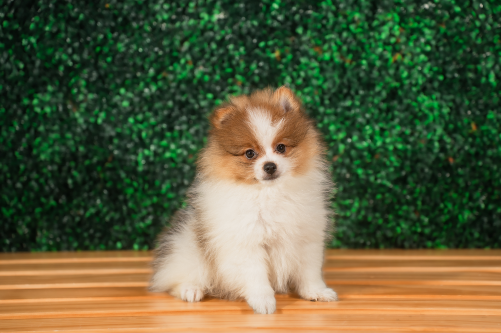 Cute Pomeranian Baby