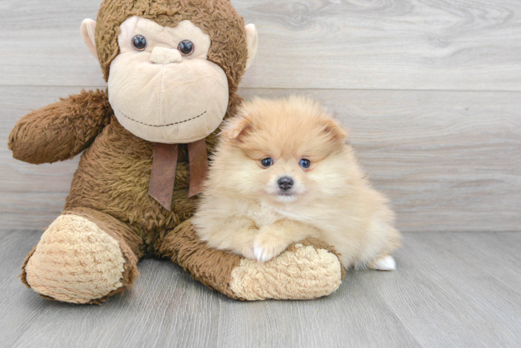 Meet Pippen - our Pomeranian Puppy Photo 1/3 - Puppy Love PR Pomeranian Puppy for Adoption