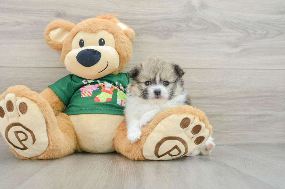 5 week old Pomeranian Puppy For Sale - Puppy Love PR