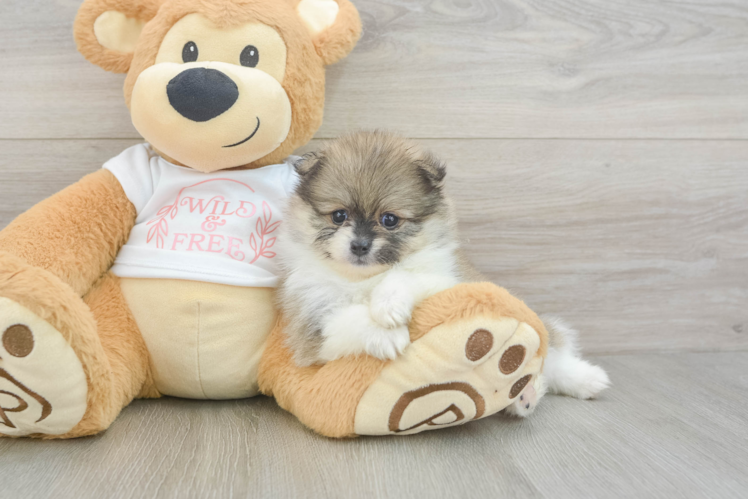 Funny Pomeranian Baby