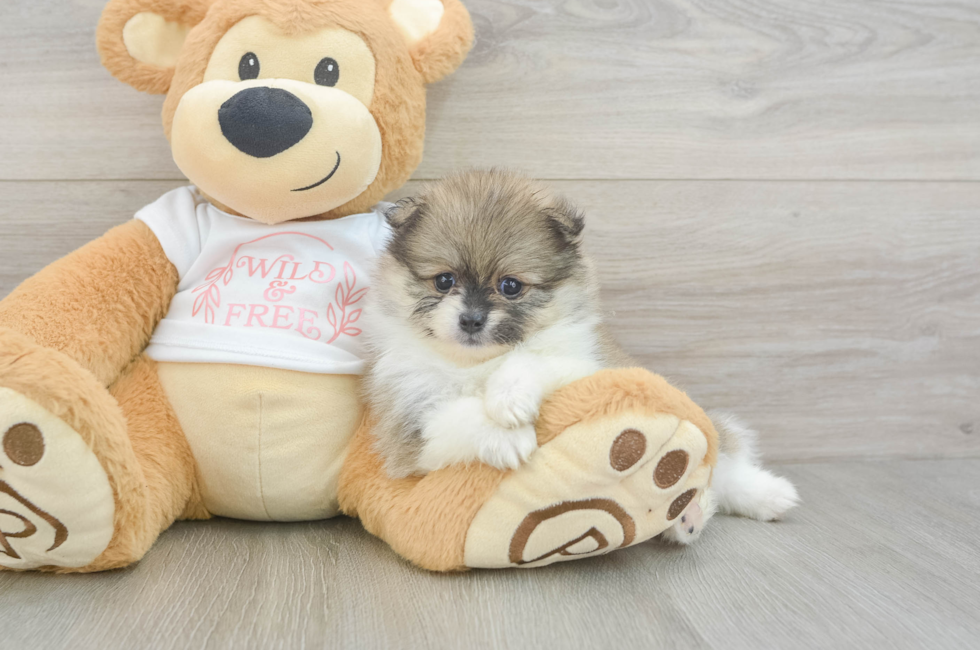 5 week old Pomeranian Puppy For Sale - Puppy Love PR