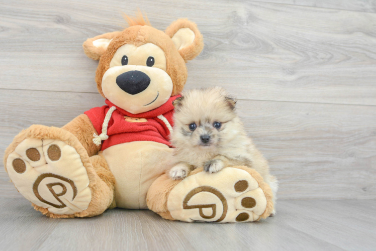 Meet Prada - our Pomeranian Puppy Photo 1/3 - Puppy Love PR Happy Pomeranian Purebred Puppy