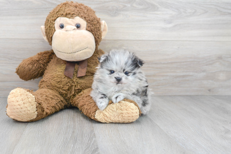 Meet Prada - our Pomeranian Puppy Photo 1/3 - Puppy Love PR Pomeranian Puppy for Adoption