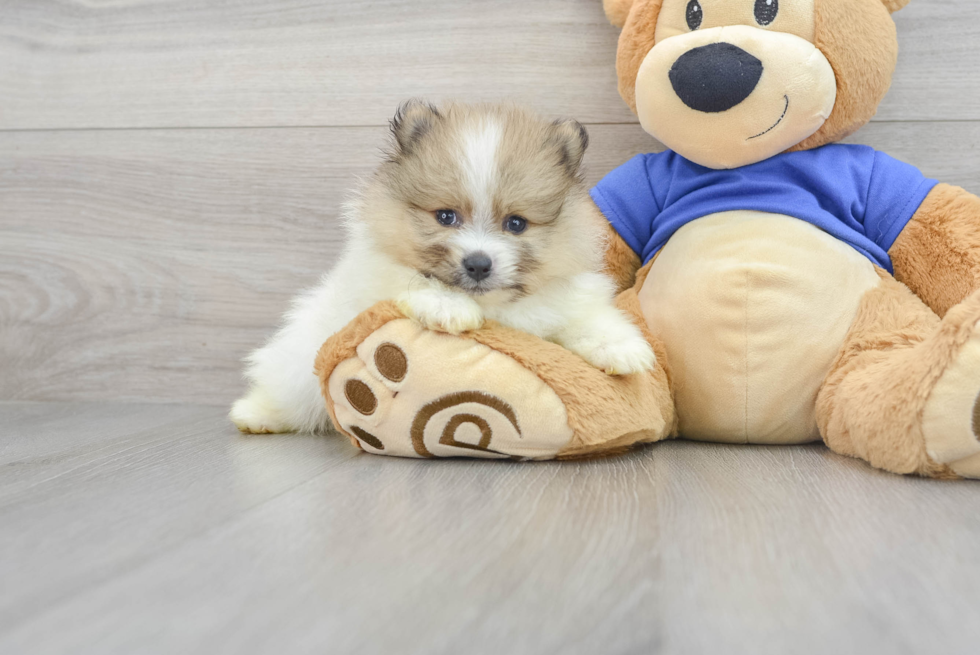 Best Pomeranian Baby