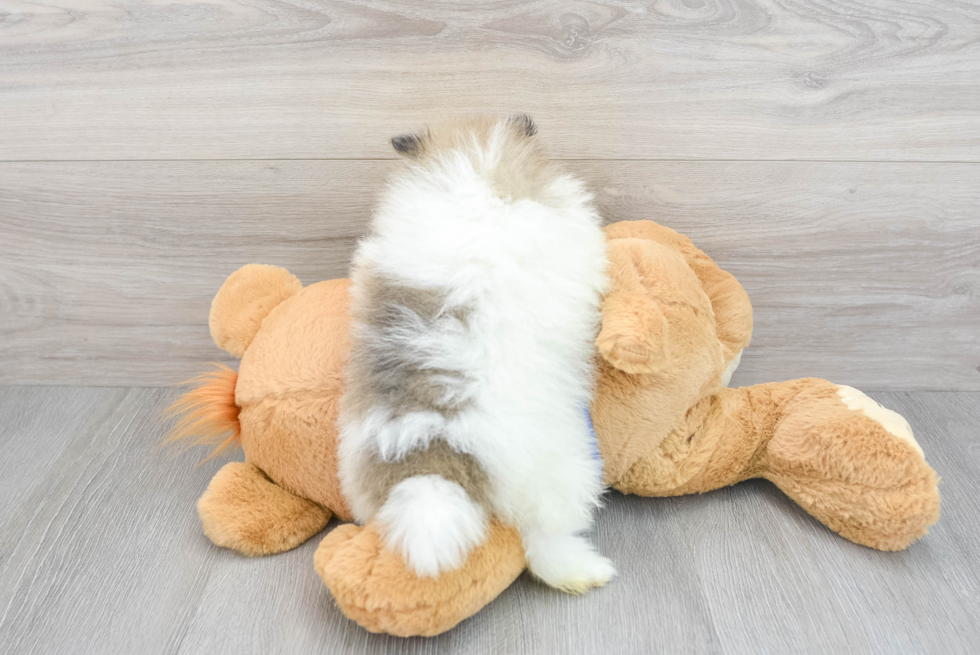 Akc Registered Pomeranian Baby
