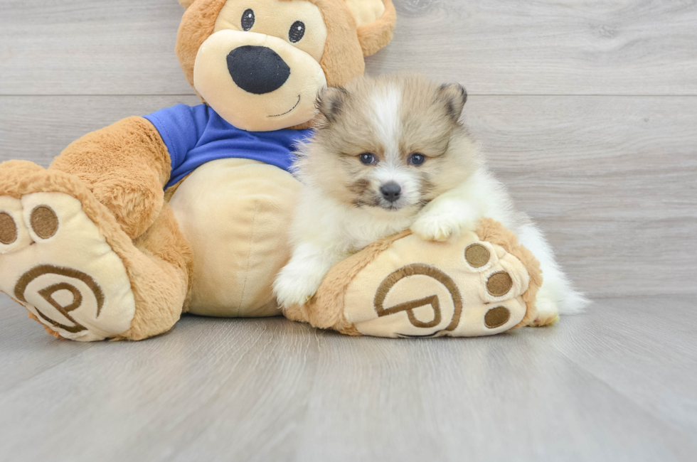 5 week old Pomeranian Puppy For Sale - Puppy Love PR