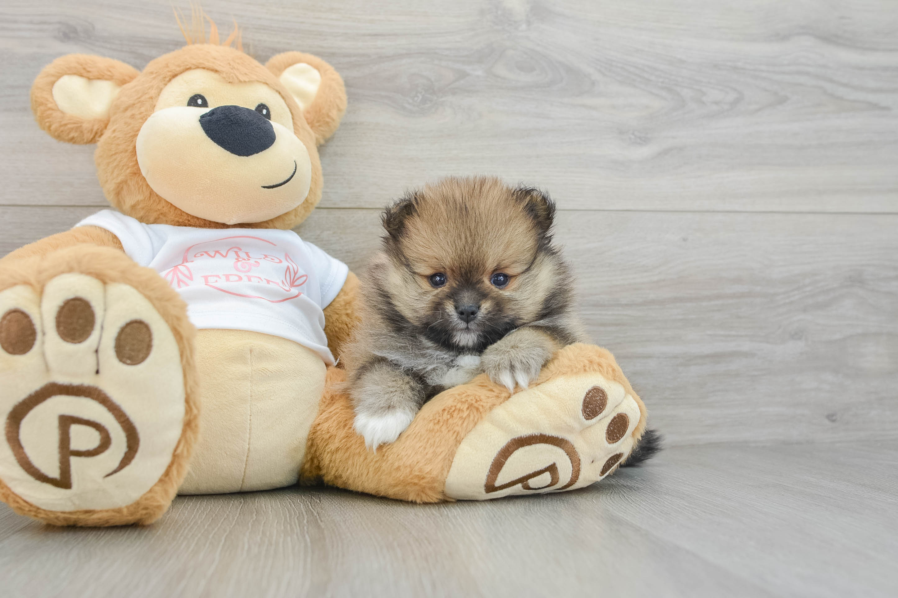 Pomeranian Puppy for Adoption