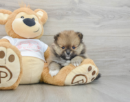 9 week old Pomeranian Puppy For Sale - Puppy Love PR