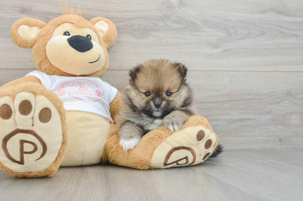 6 week old Pomeranian Puppy For Sale - Puppy Love PR