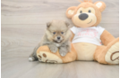 Best Pomeranian Baby