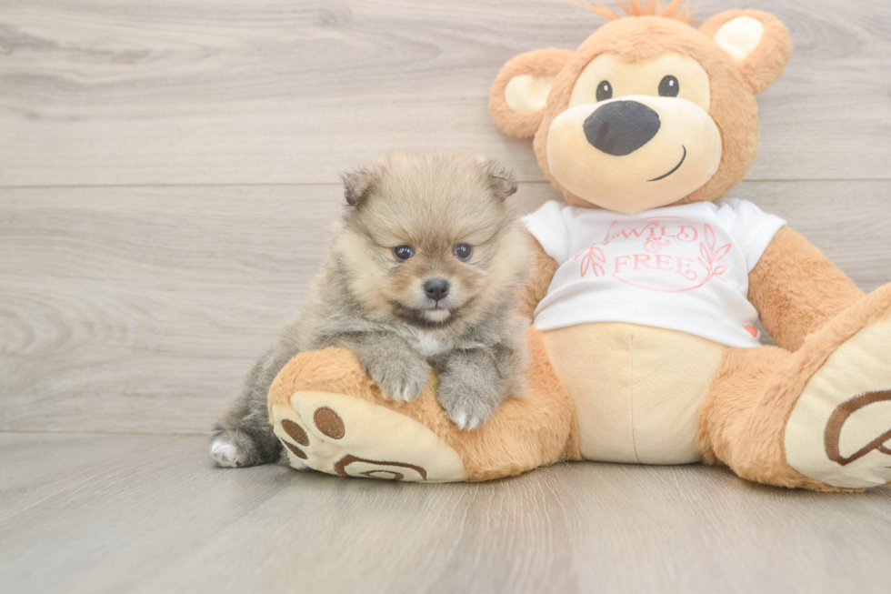 Best Pomeranian Baby
