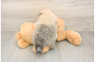 Happy Pom Dog Purebred Puppy