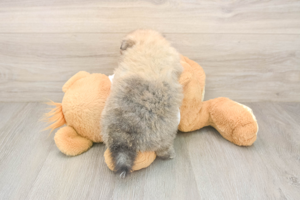 Happy Pom Dog Purebred Puppy