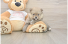 Friendly Pomeranian Baby