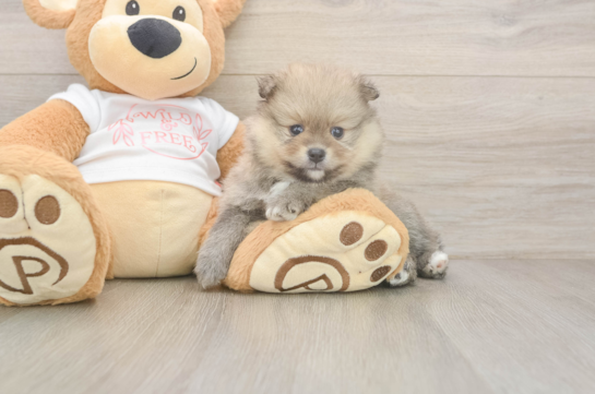 Friendly Pomeranian Baby