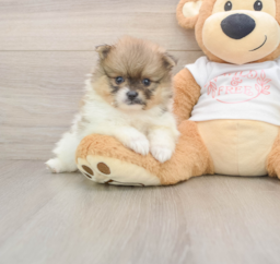 7 week old Pomeranian Puppy For Sale - Puppy Love PR