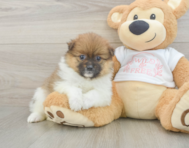 7 week old Pomeranian Puppy For Sale - Puppy Love PR