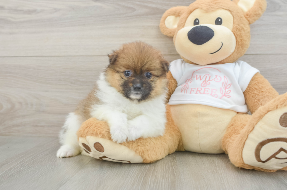 5 week old Pomeranian Puppy For Sale - Puppy Love PR