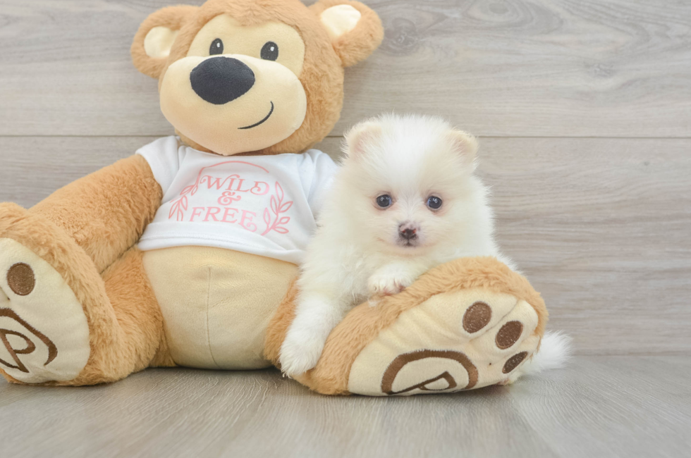 5 week old Pomeranian Puppy For Sale - Puppy Love PR