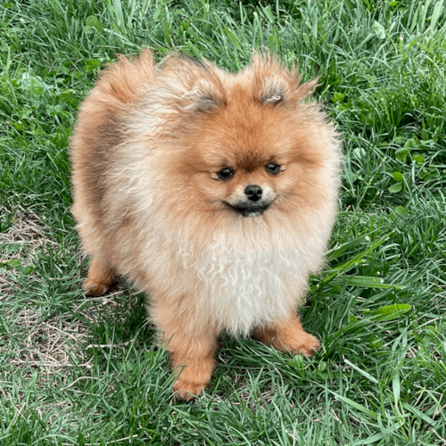 Pomeranian Puppy For Sale - Puppy Love PR