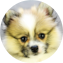 Pomeranian Puppy For Sale - Puppy Love PR