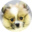 Pomeranian Puppies For Sale - Puppy Love PR