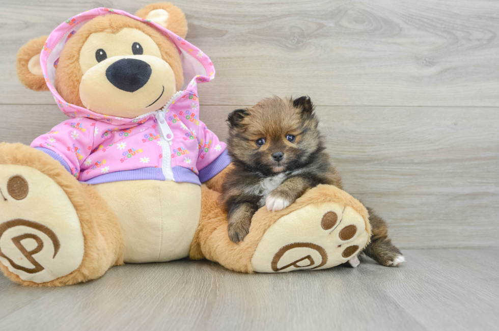 6 week old Pomeranian Puppy For Sale - Puppy Love PR