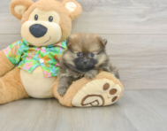 7 week old Pomeranian Puppy For Sale - Puppy Love PR