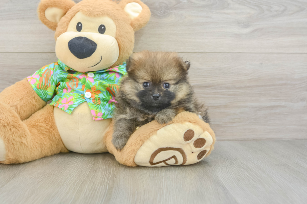 6 week old Pomeranian Puppy For Sale - Puppy Love PR