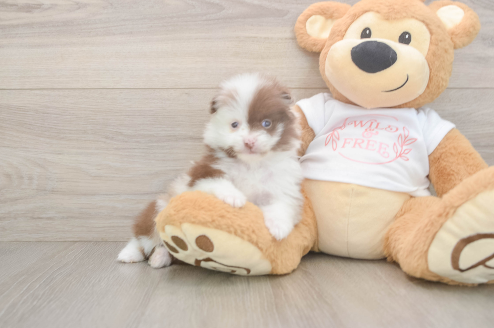 5 week old Pomeranian Puppy For Sale - Puppy Love PR