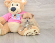 7 week old Pomeranian Puppy For Sale - Puppy Love PR