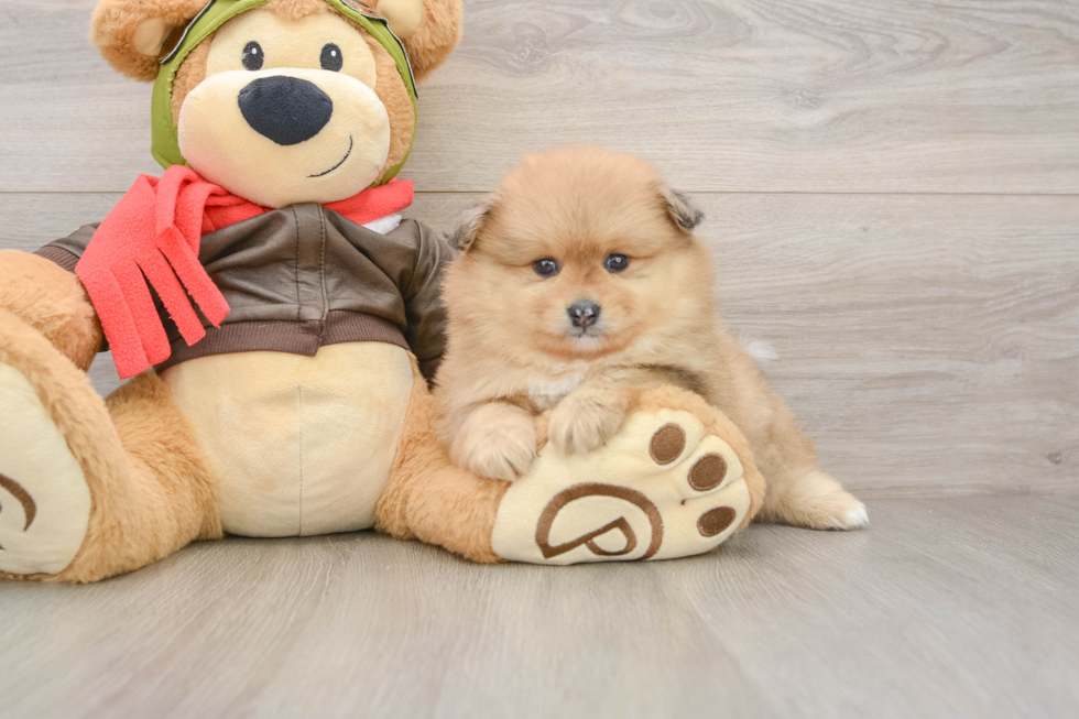 Pomeranian Puppy for Adoption