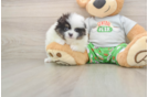 Smart Pom Pom Purebred Puppy