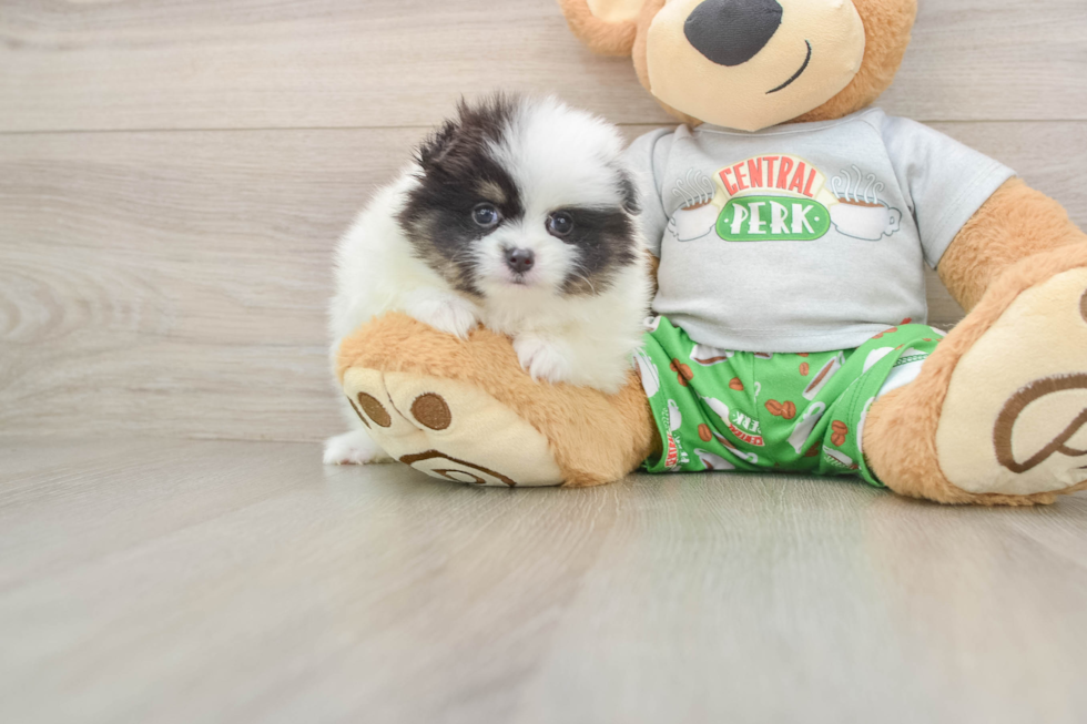 Smart Pom Pom Purebred Puppy