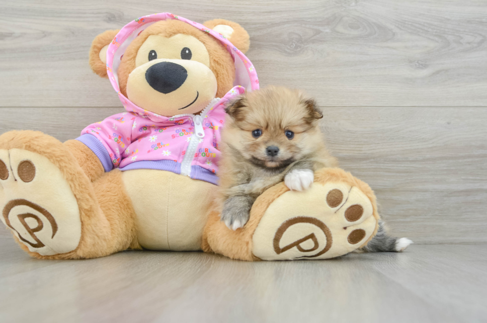 6 week old Pomeranian Puppy For Sale - Puppy Love PR