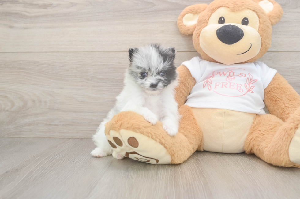 5 week old Pomeranian Puppy For Sale - Puppy Love PR