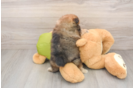 Adorable Pom Purebred Puppy
