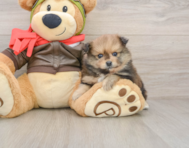 8 week old Pomeranian Puppy For Sale - Puppy Love PR